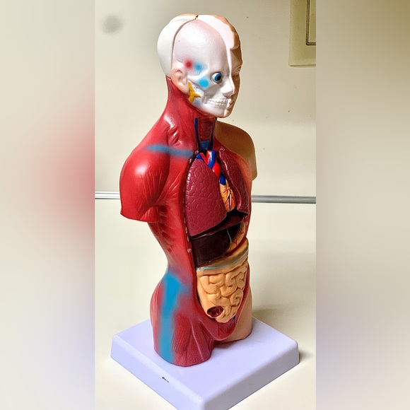 11” Biological Anatomy & Physiology Miniature Human Torso Removable Organ Model - Picture 16 of 16